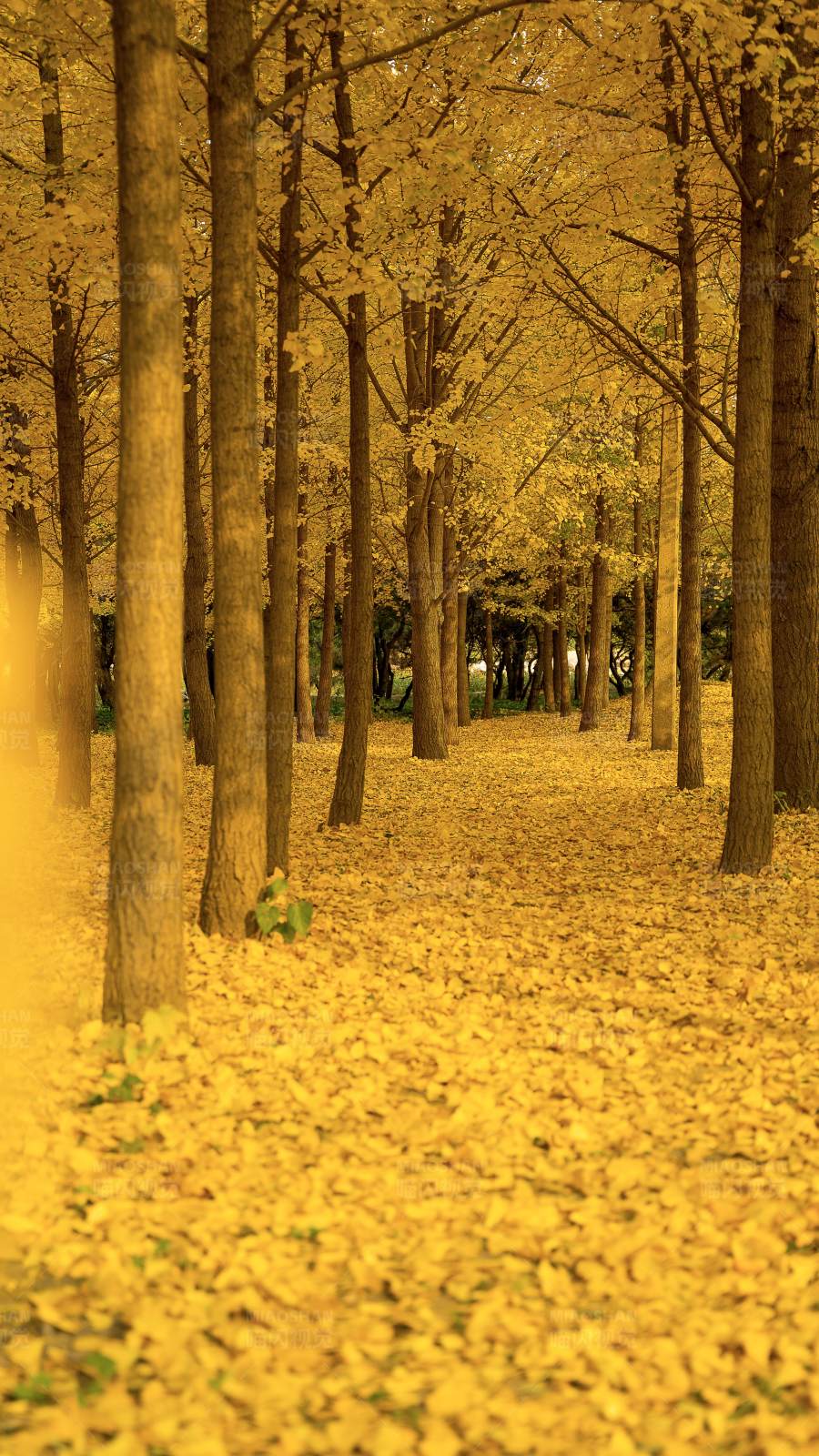 金黄色的落叶大道图片