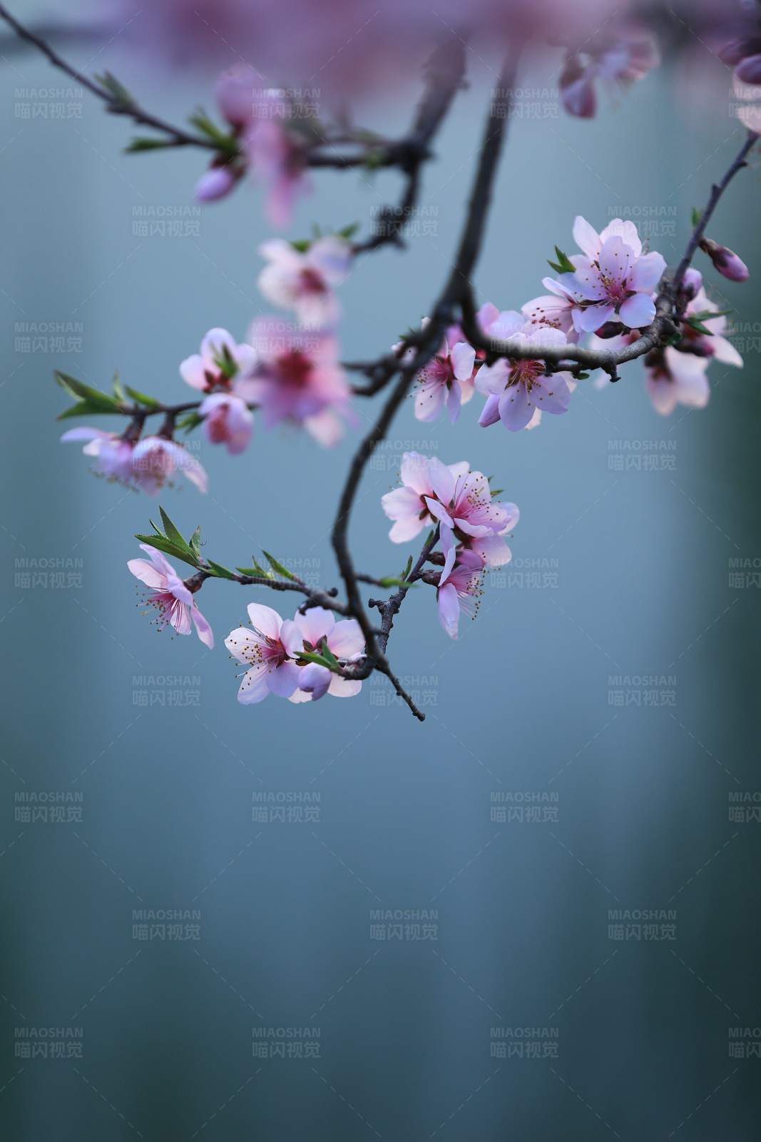春日桃花盛开图片