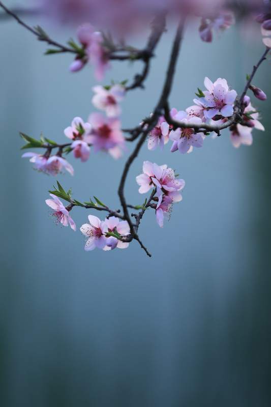 春日桃花盛开图片
