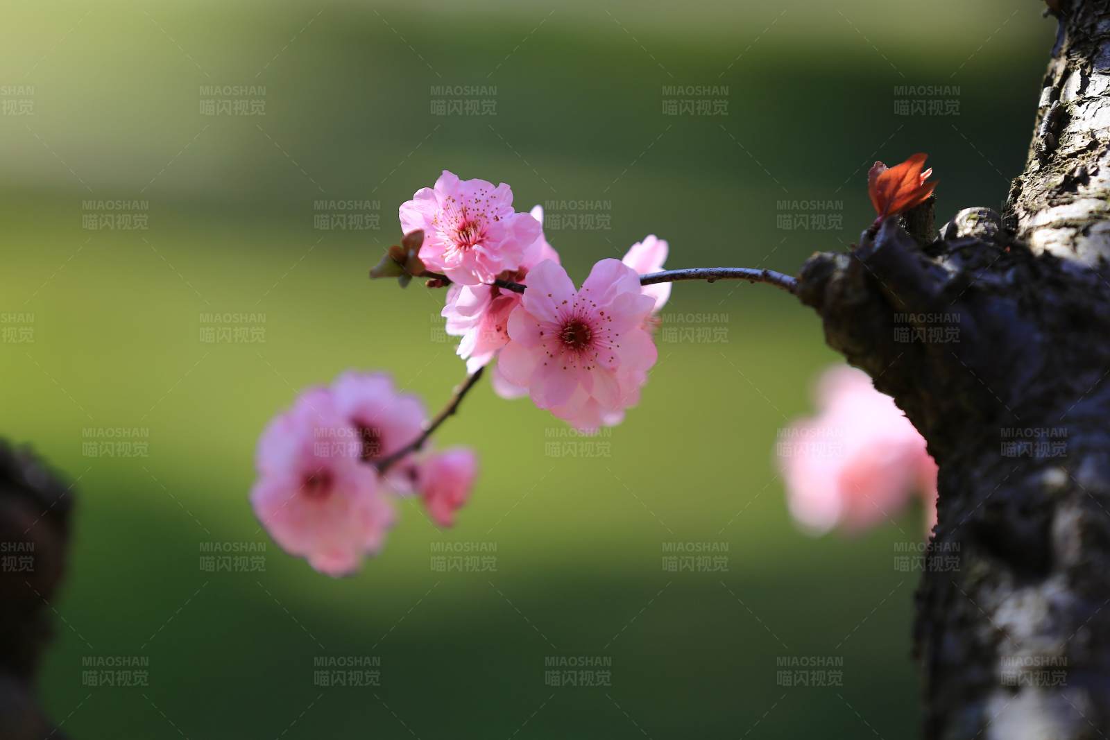 梅花绽放 春意盎然图片