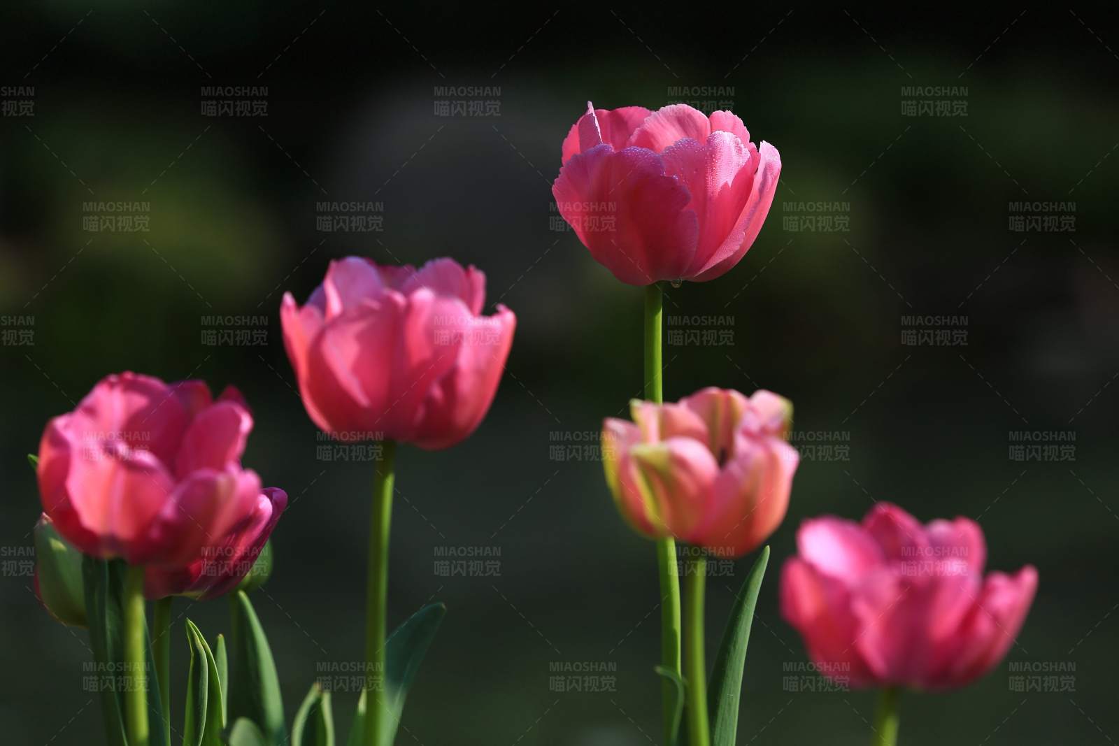 粉色郁金香花图片