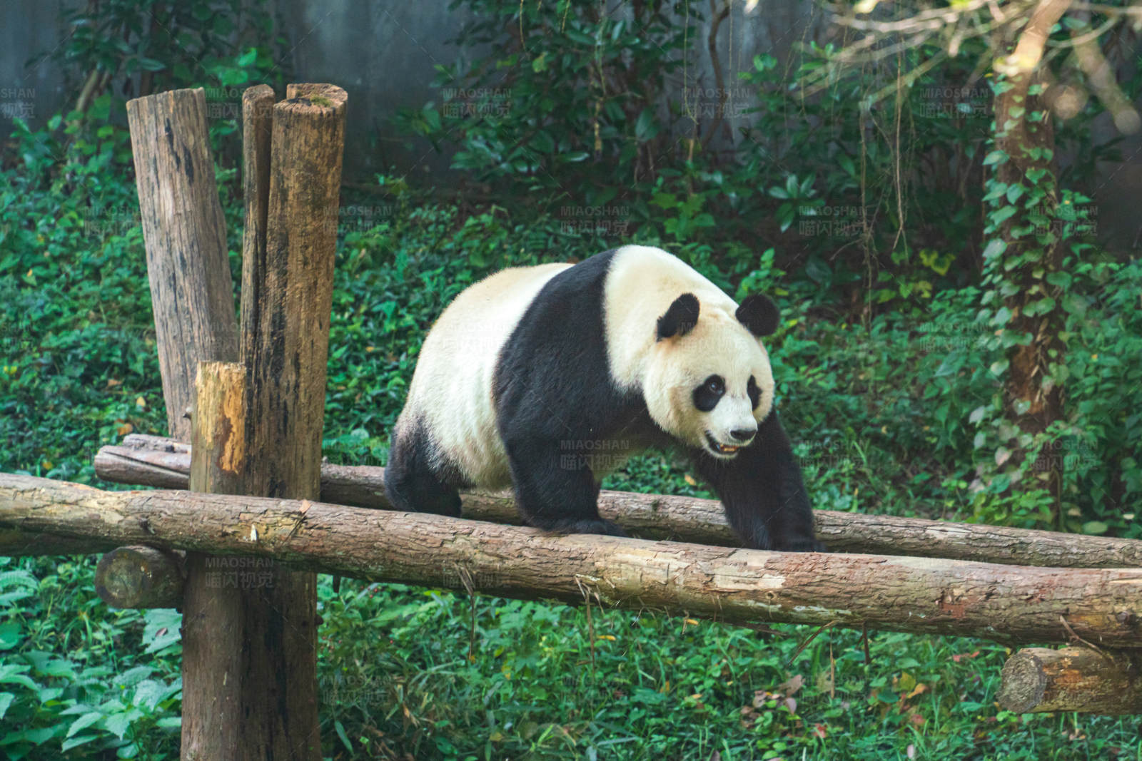 熊猫在木桥上行走图片
