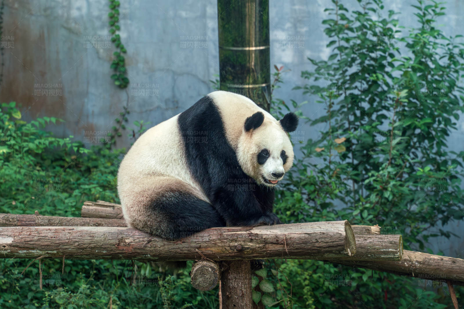 大熊猫悠闲坐姿图片