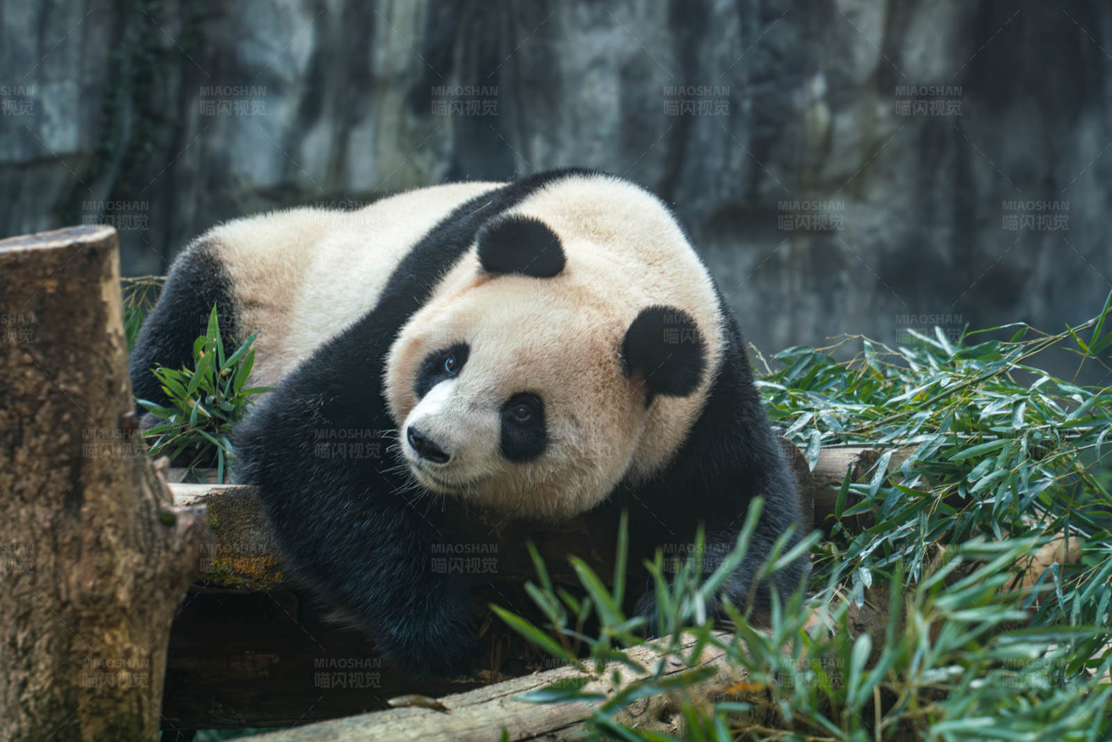熊猫休息图片