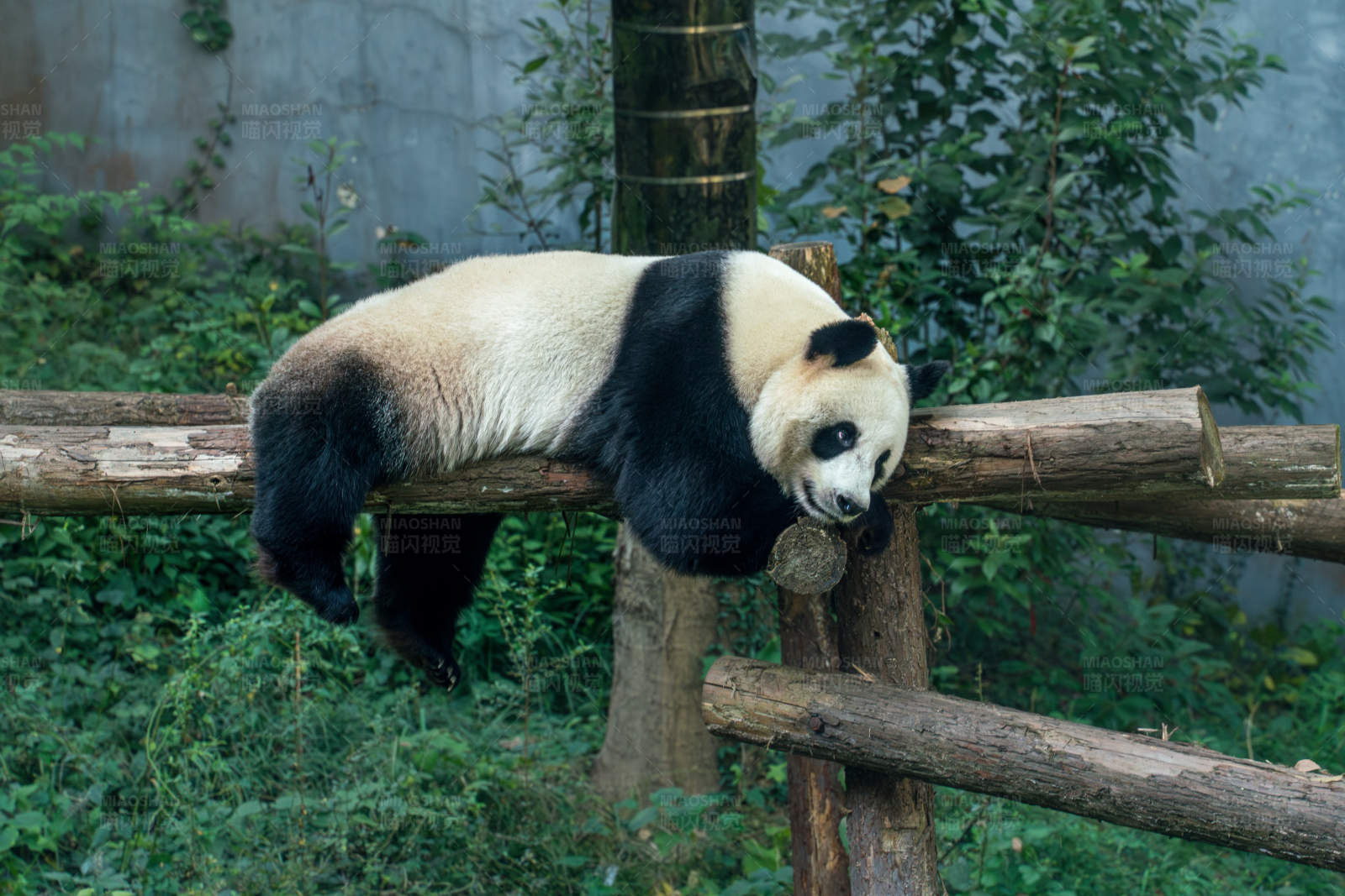 熊猫悠闲卧木栏图片
