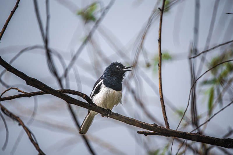 鸟鸣枝头 春意盎然图片