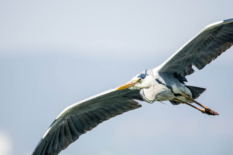 苍鹭展翅高飞图片