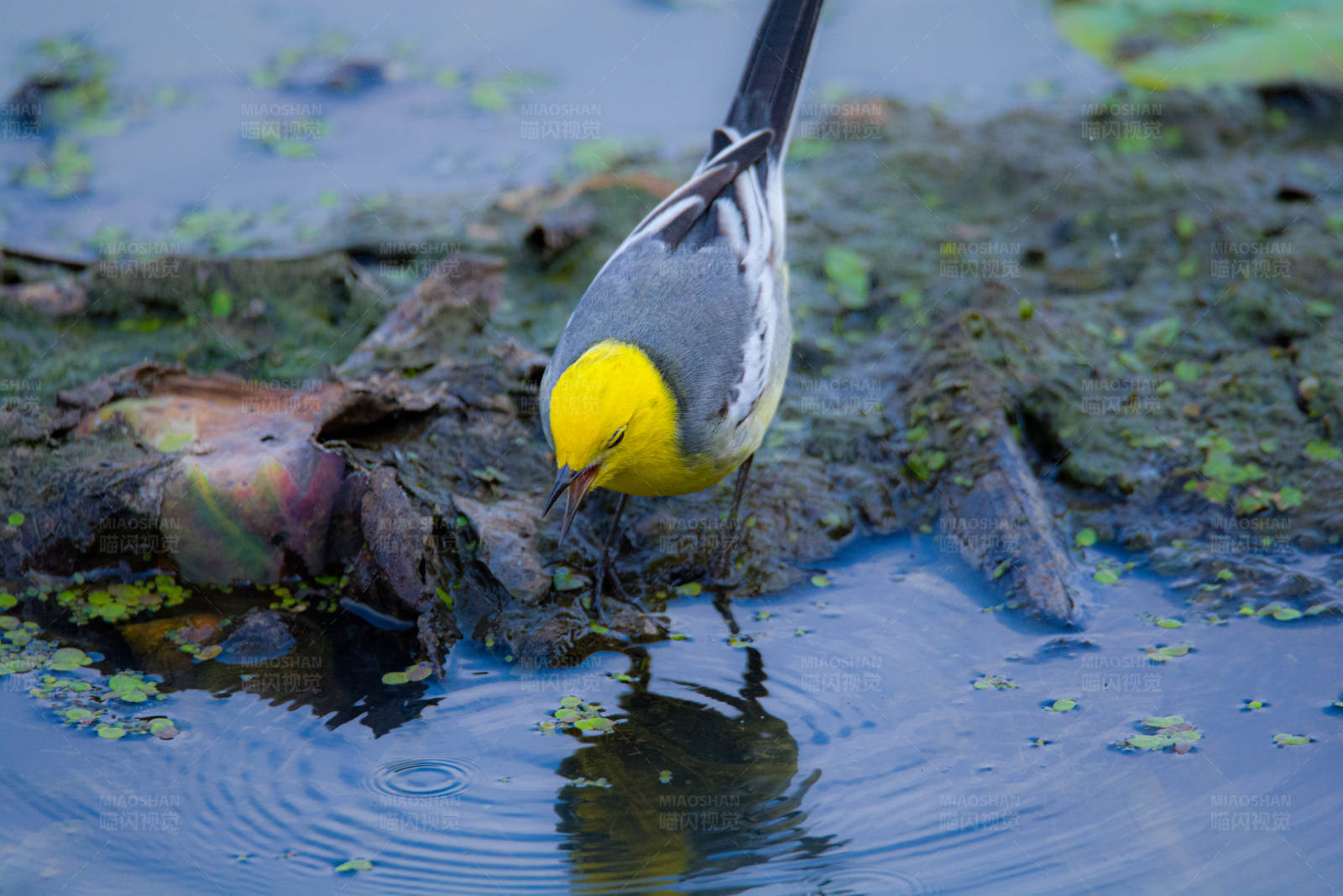 黄鸟饮水图片