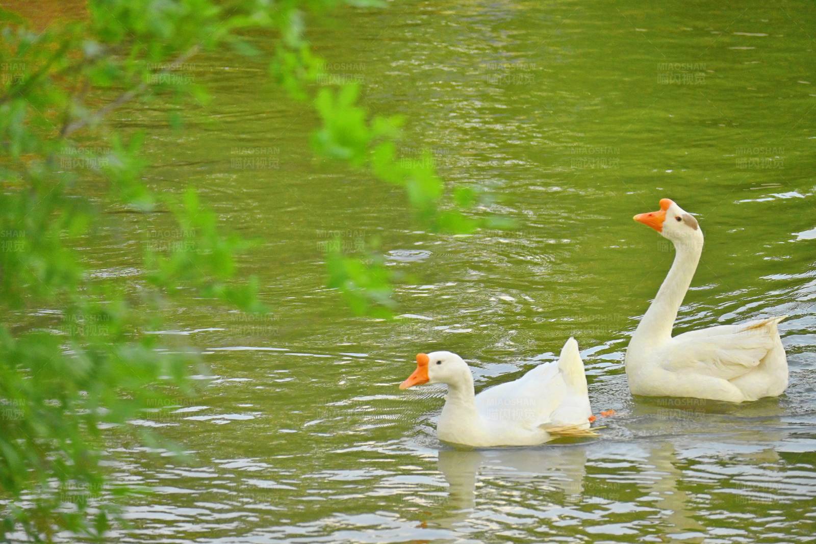 湖中游弋的两只白鹅图片