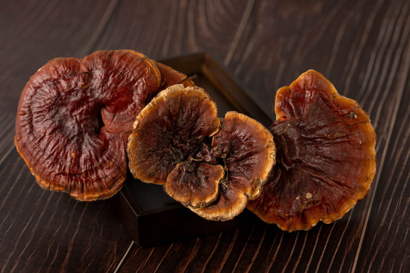 灵芝蘑菇特写图片