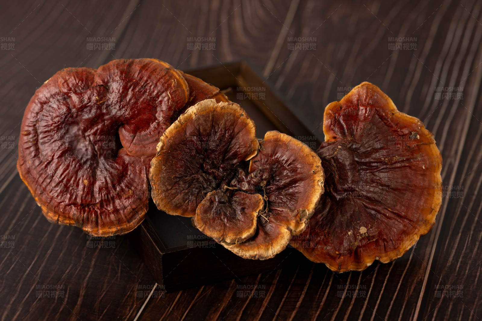 灵芝蘑菇特写图片