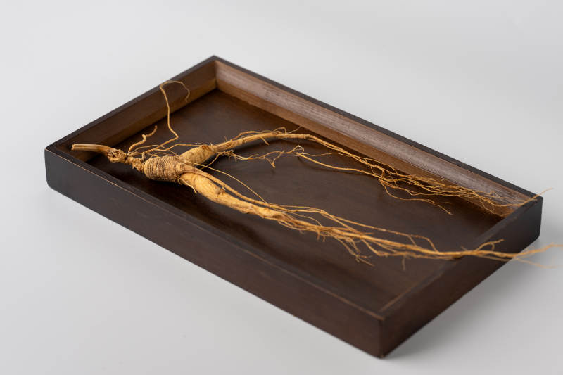 人参根展示图片