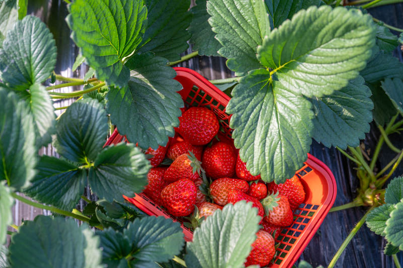 草莓丰收篮图片