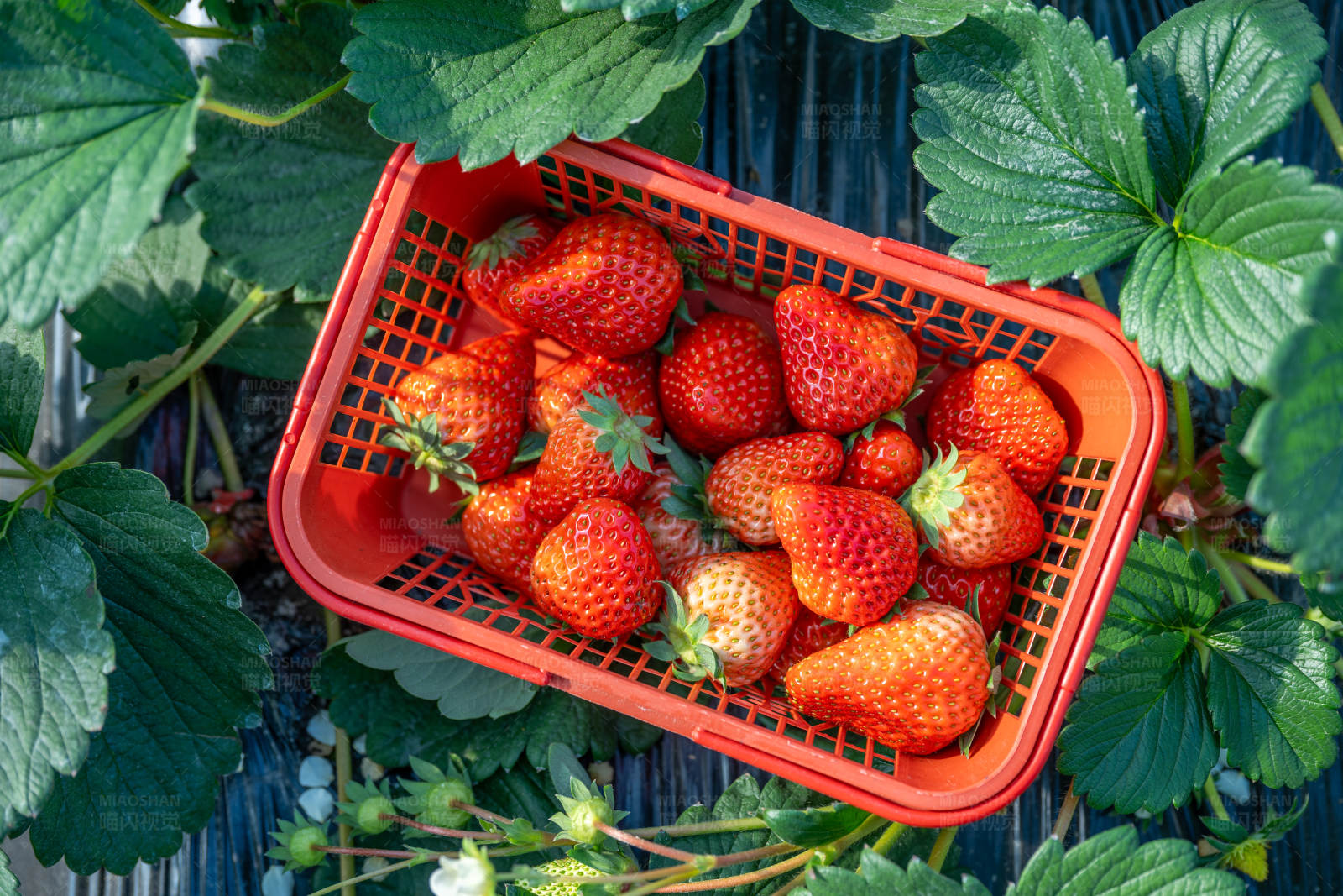 草莓丰收篮图片