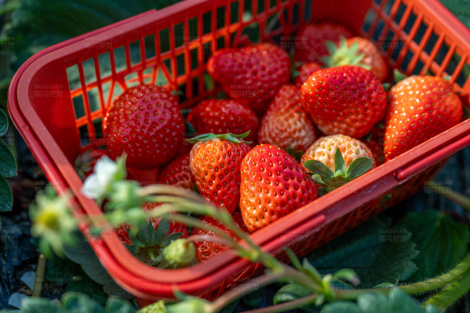 草莓丰收篮图片