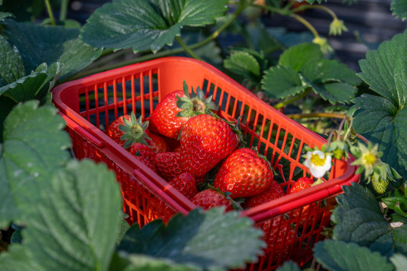 草莓丰收篮图片