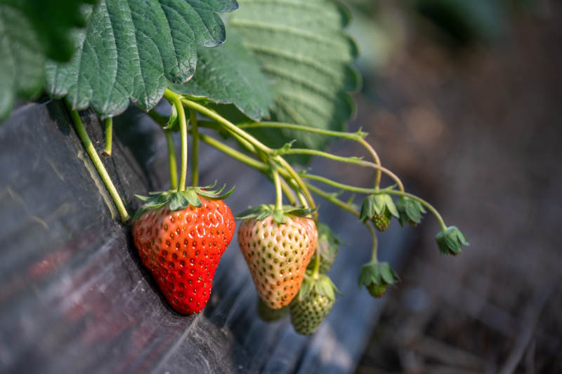 草莓生长在藤上图片