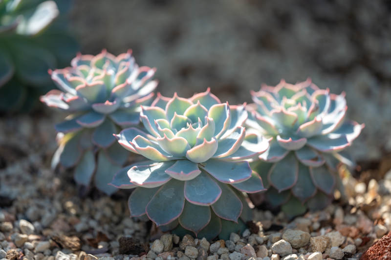 多肉植物三重奏图片