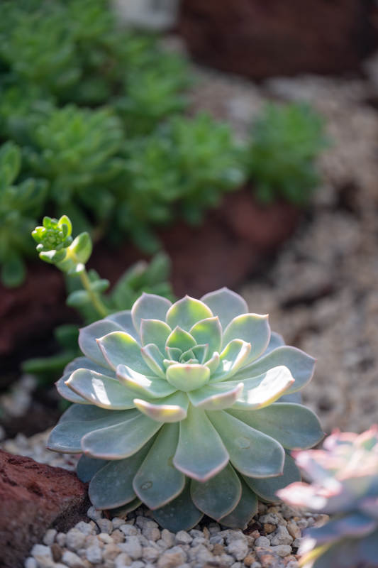 多肉植物的美丽姿态图片