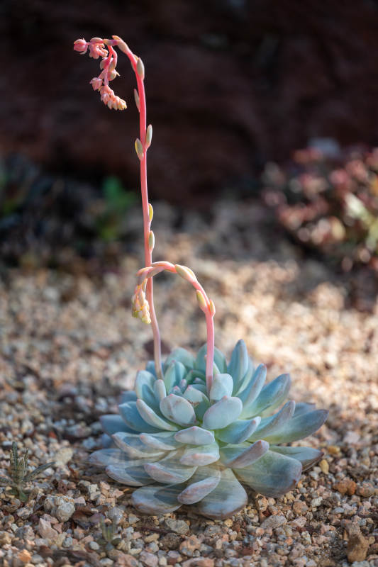 沙漠中的美丽多肉植物图片