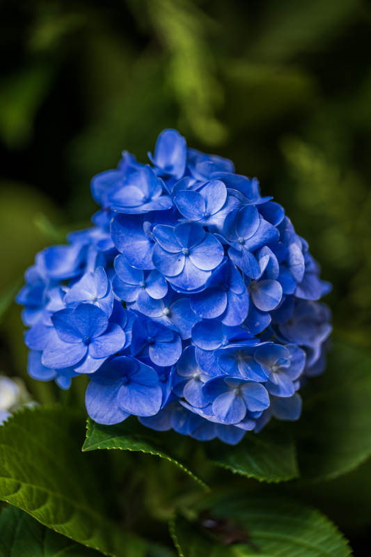 蓝色绣球花特写图片