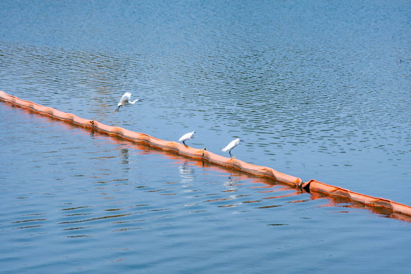 白鹭栖息水上浮标图片