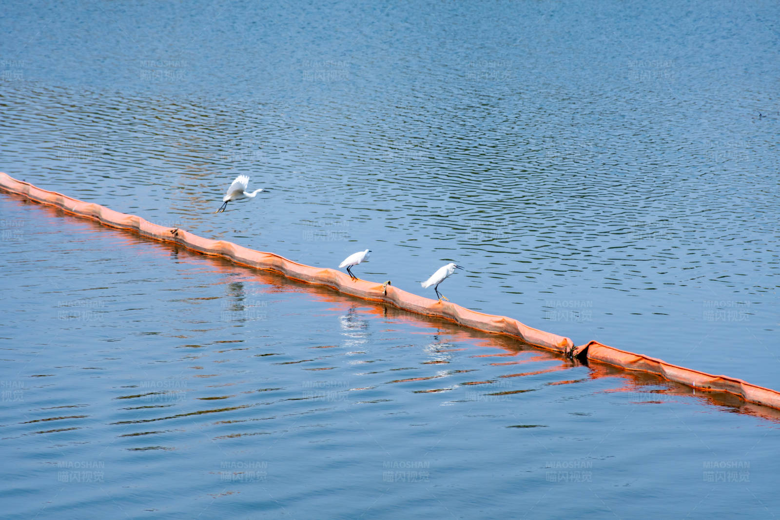 白鹭栖息水上浮标图片