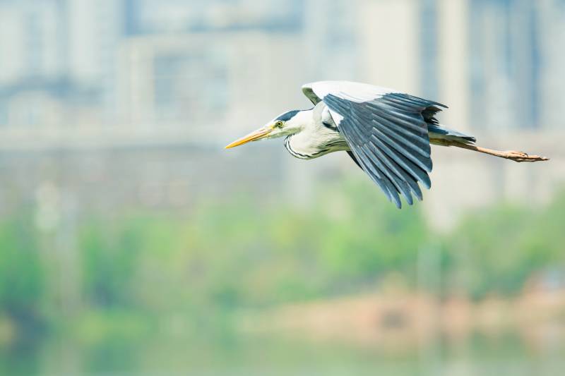飞翔的苍鹭图片