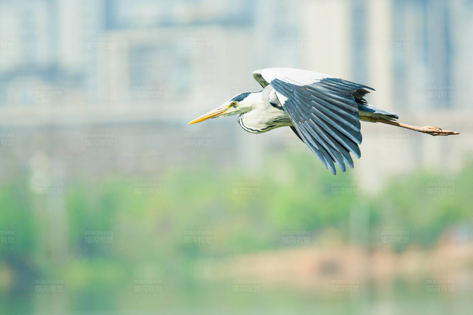 飞翔的苍鹭图片
