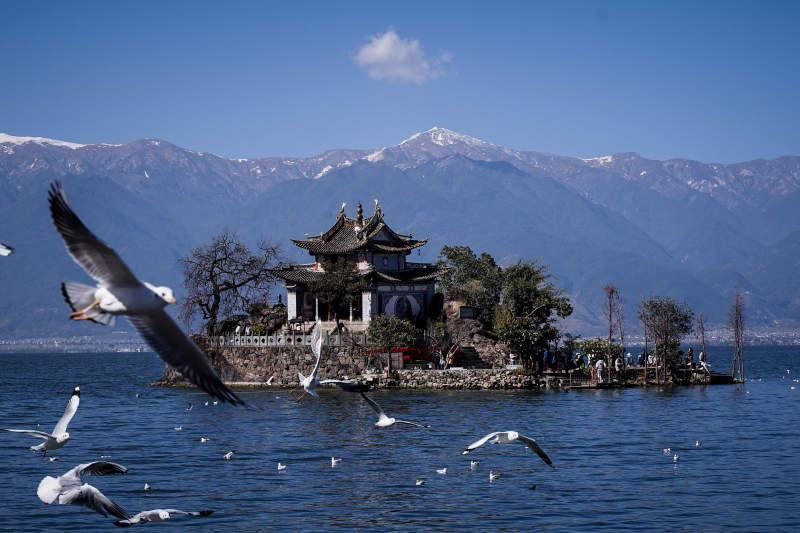 小普陀与鸥鸟飞翔图片