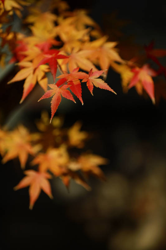 秋日枫叶渐红图片