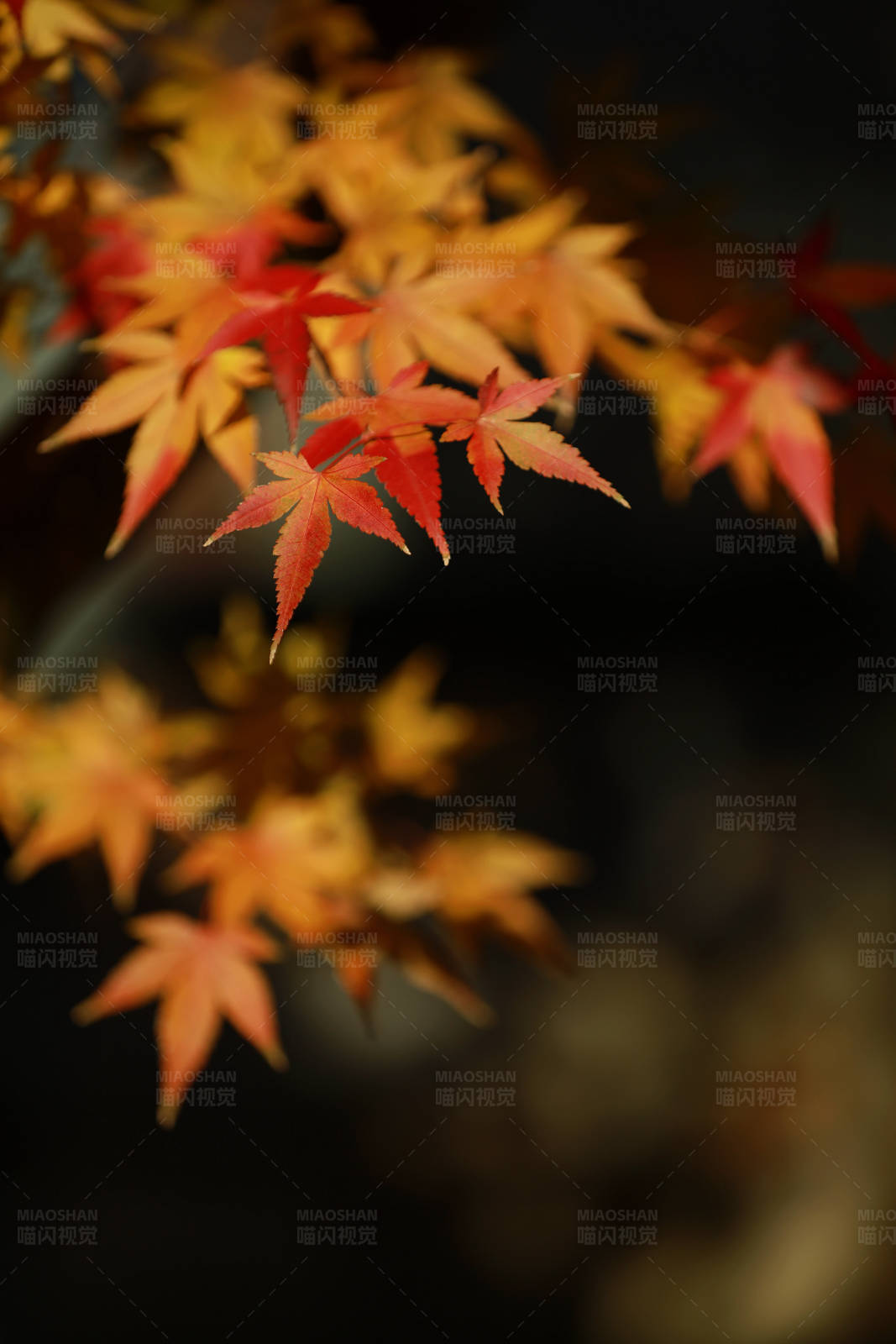 秋日枫叶渐红图片