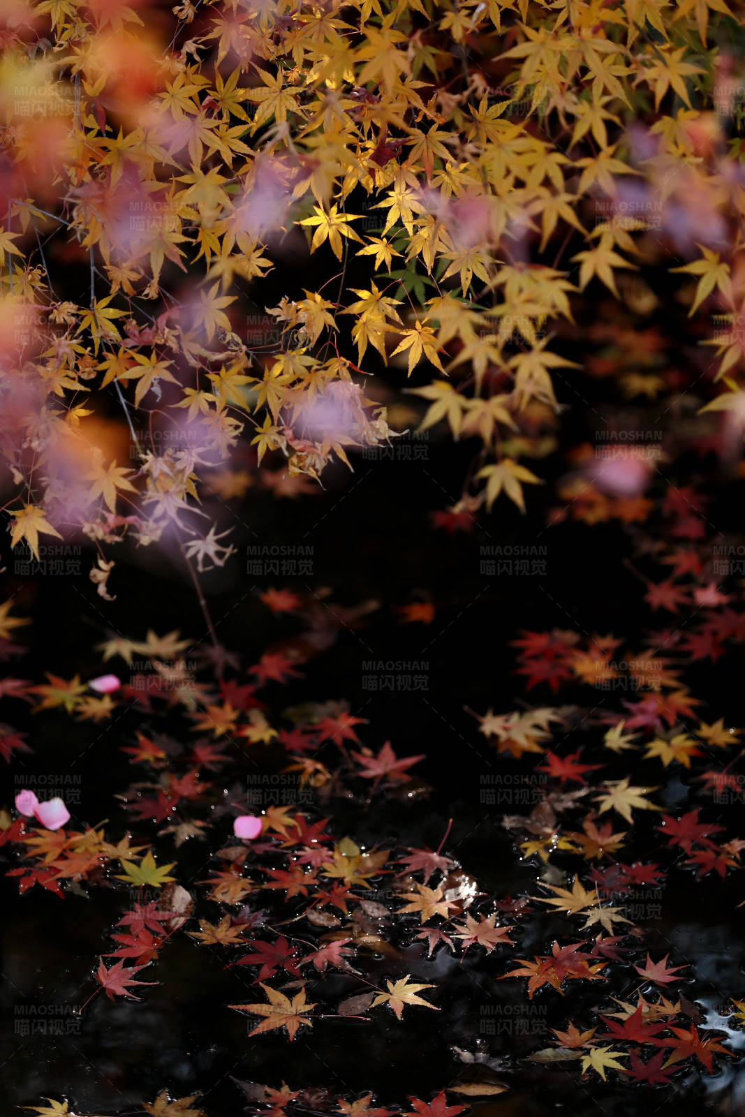 秋天枫叶飘落水中图片