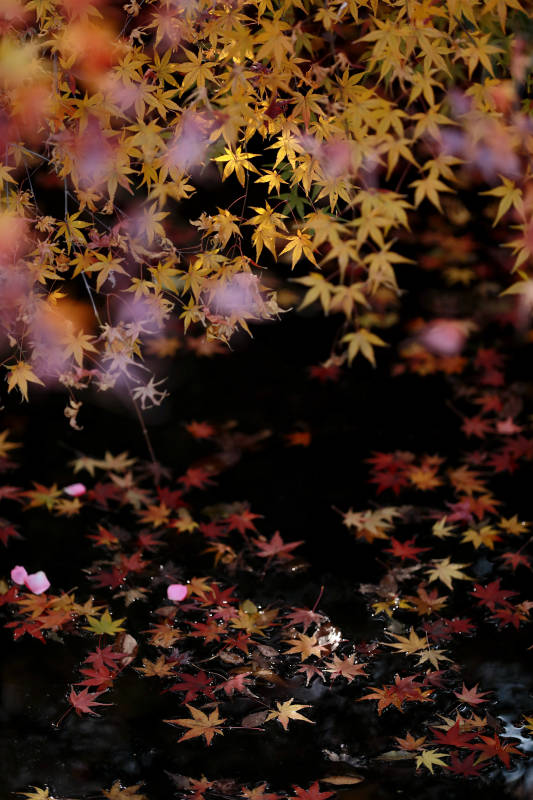 秋天枫叶飘落水中图片