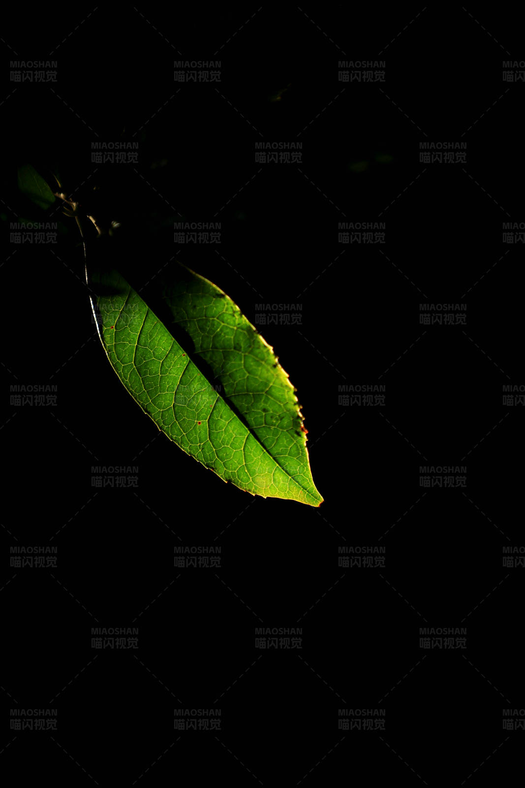 一片绿叶的光影美图图片