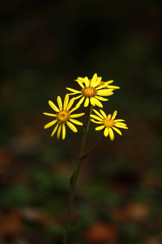 黄色野花特写图片