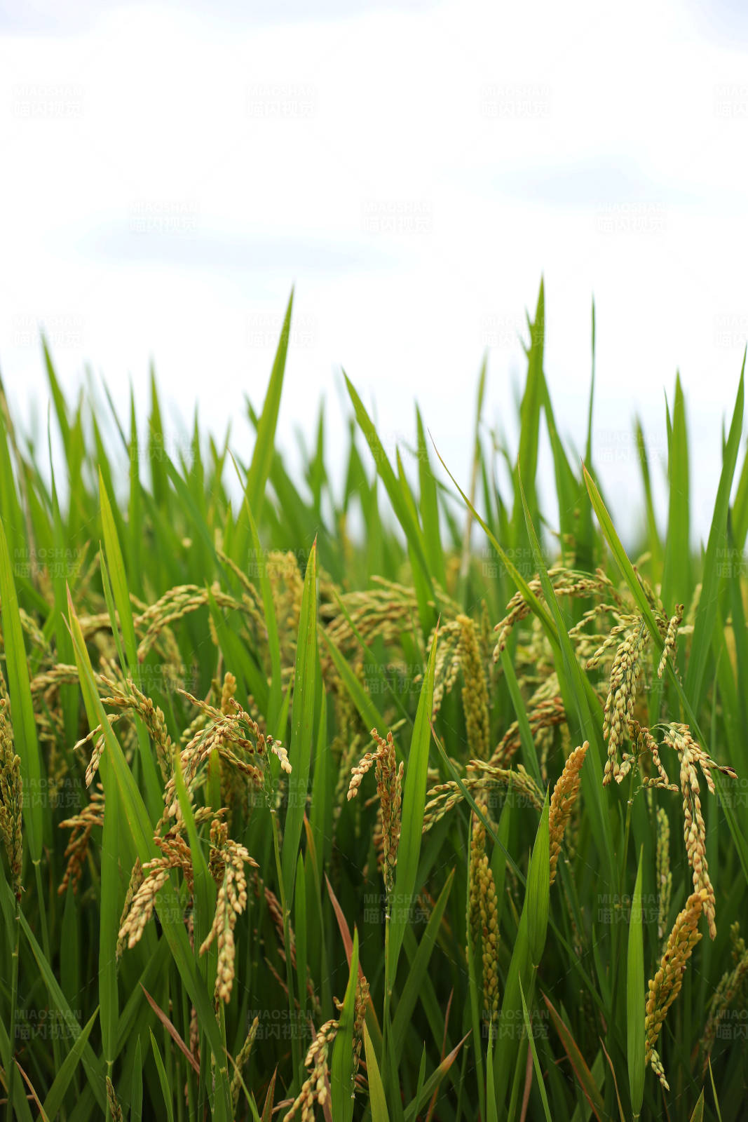 稻田丰收景象图片