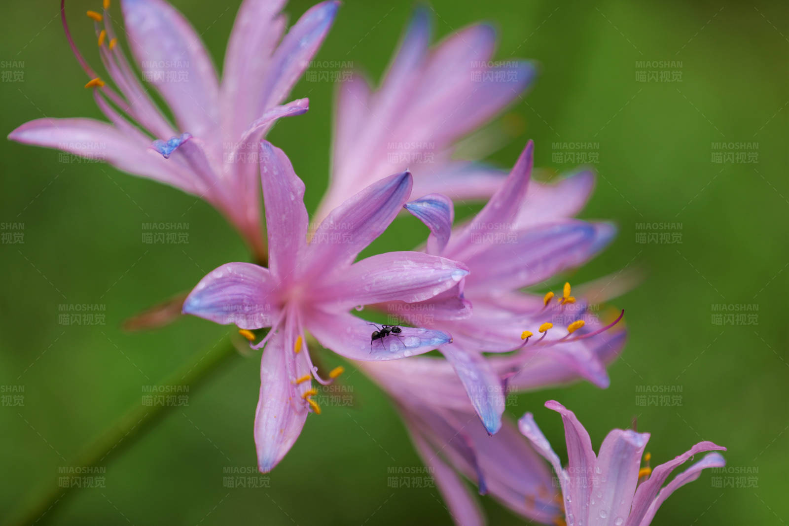 粉色花朵特写图片