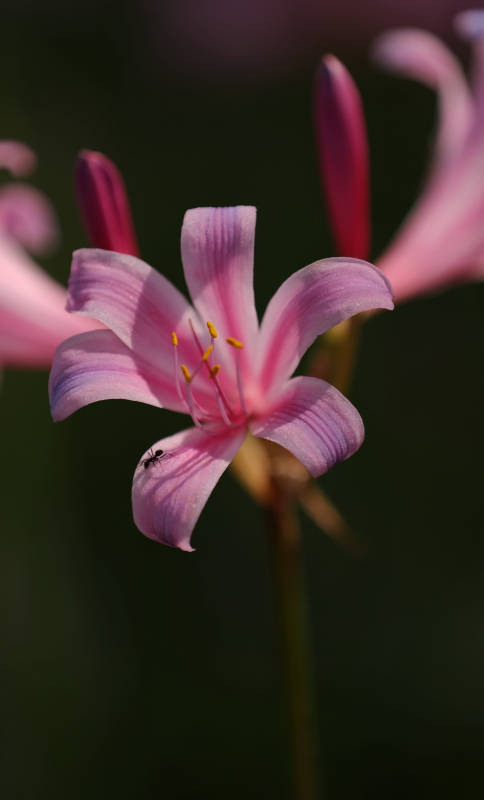 粉色花朵与小蚂蚁图片