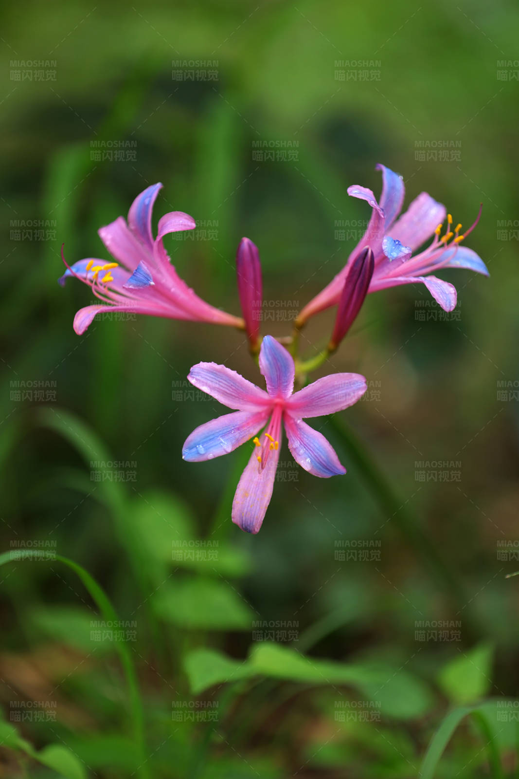 粉色花朵的特写镜头图片