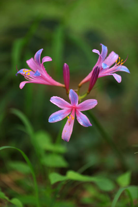 粉色花朵的特写镜头图片