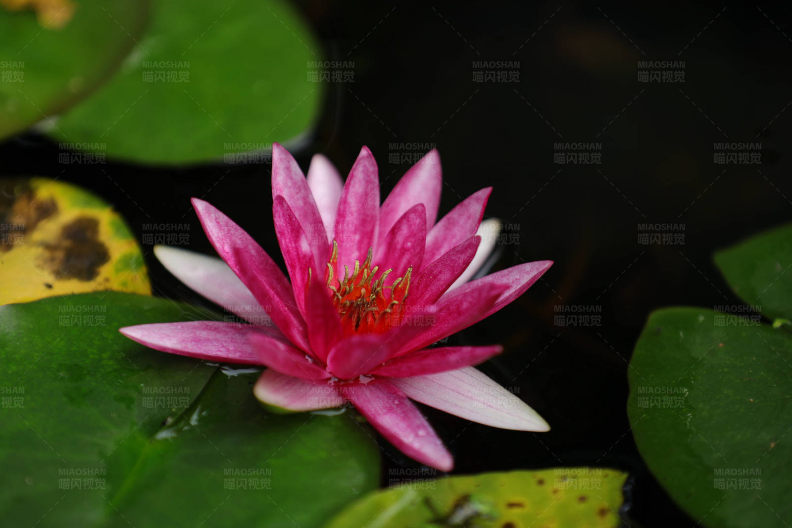 池中粉莲特写图片