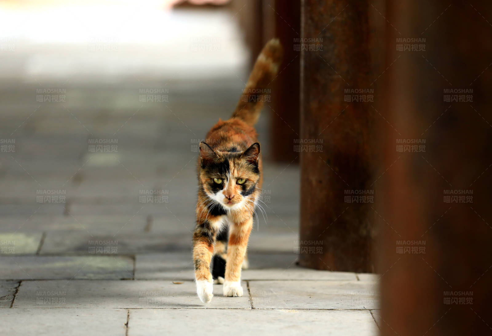 街头的三色猫图片