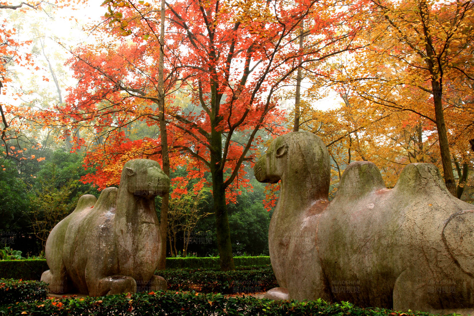 南京深秋石象路风光图片