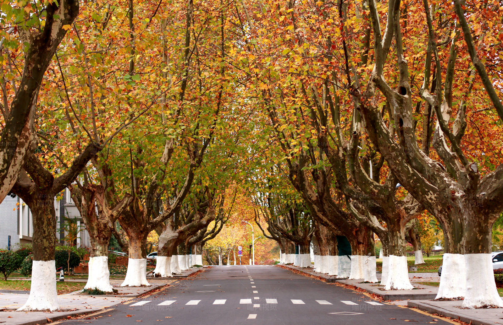 深秋南京梧桐大道图片