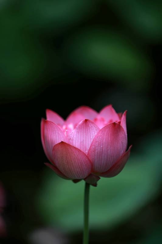 粉红莲花特写图片