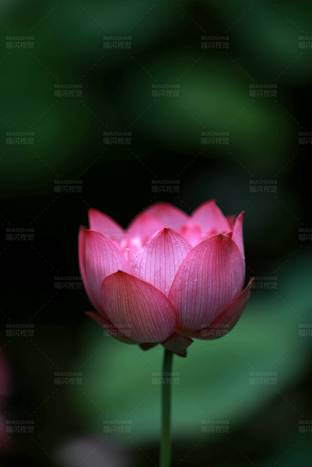 粉红莲花特写图片