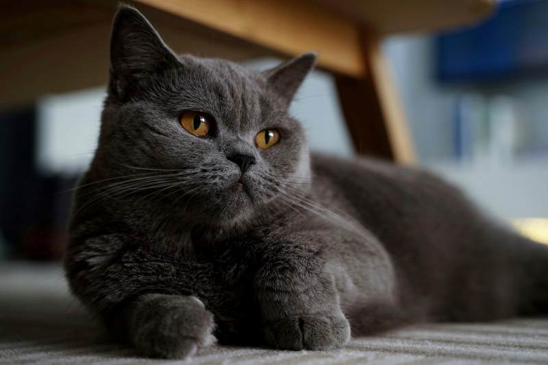 蓝猫静卧在桌子下图片