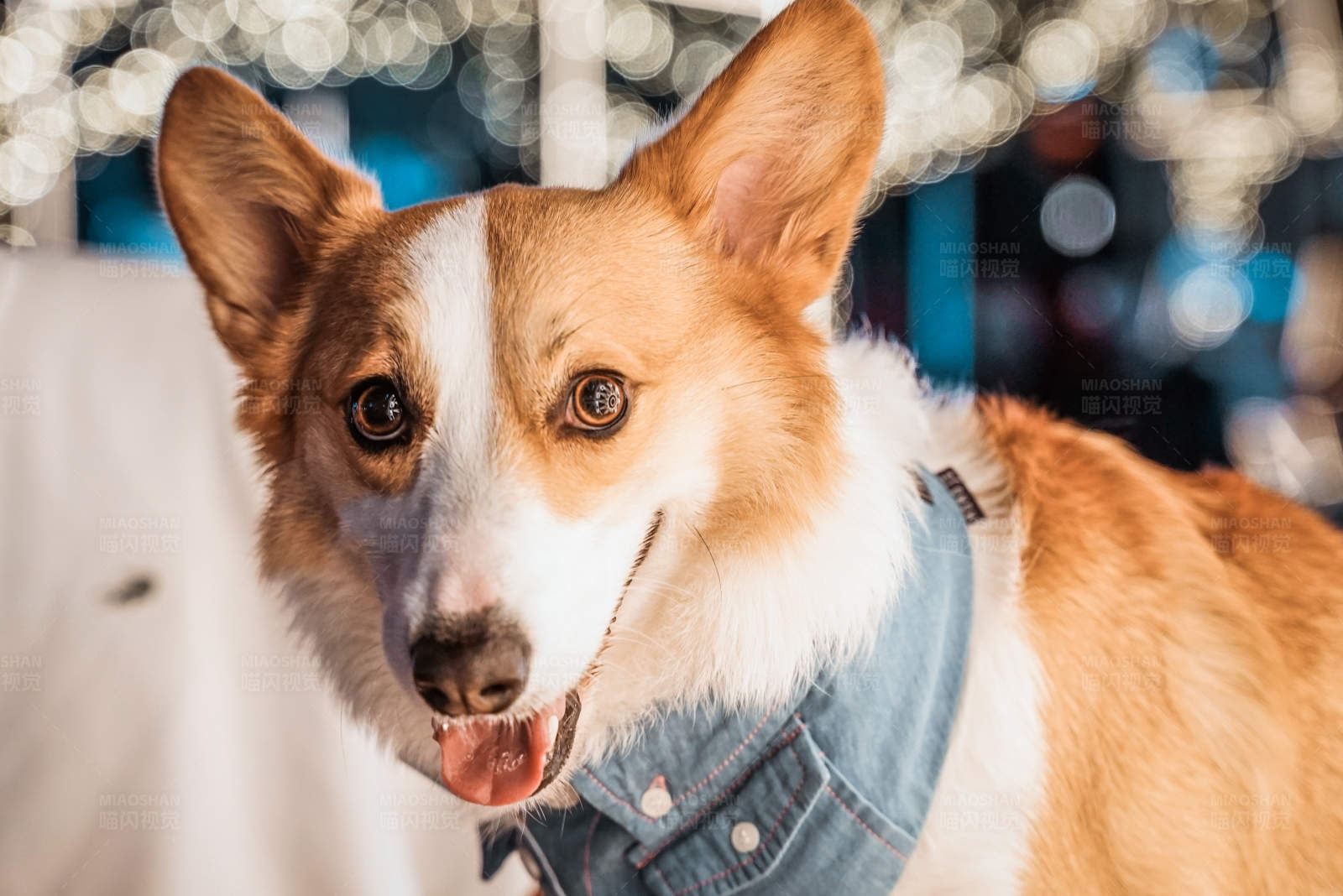 穿牛仔的可爱柯基犬图片