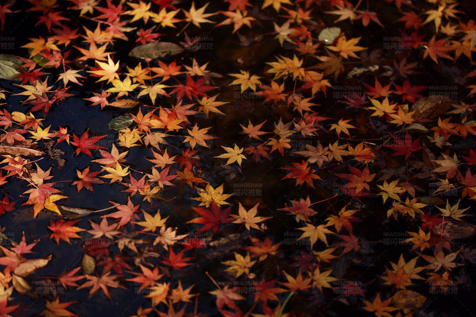 秋叶飘落水中图片